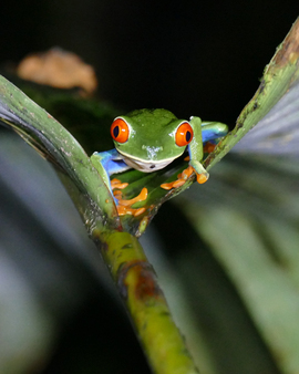 Red-Eyed Tree Frog, Arenal Volcano Lodge, Costa Rica