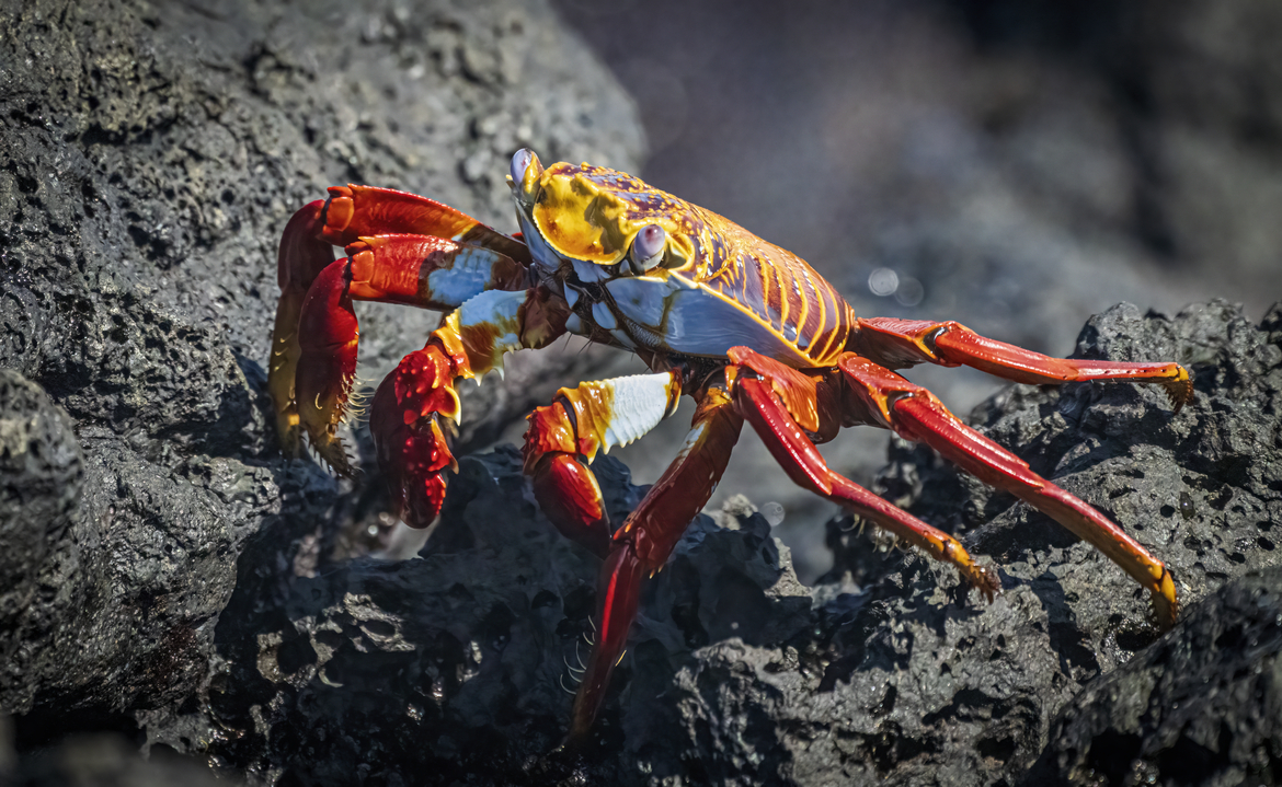 Crab, Santa Cruz, Galapagos, Ecuador