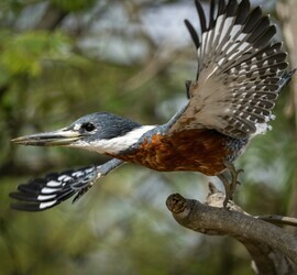 Kingfisher, Porto Jofre, Brazil