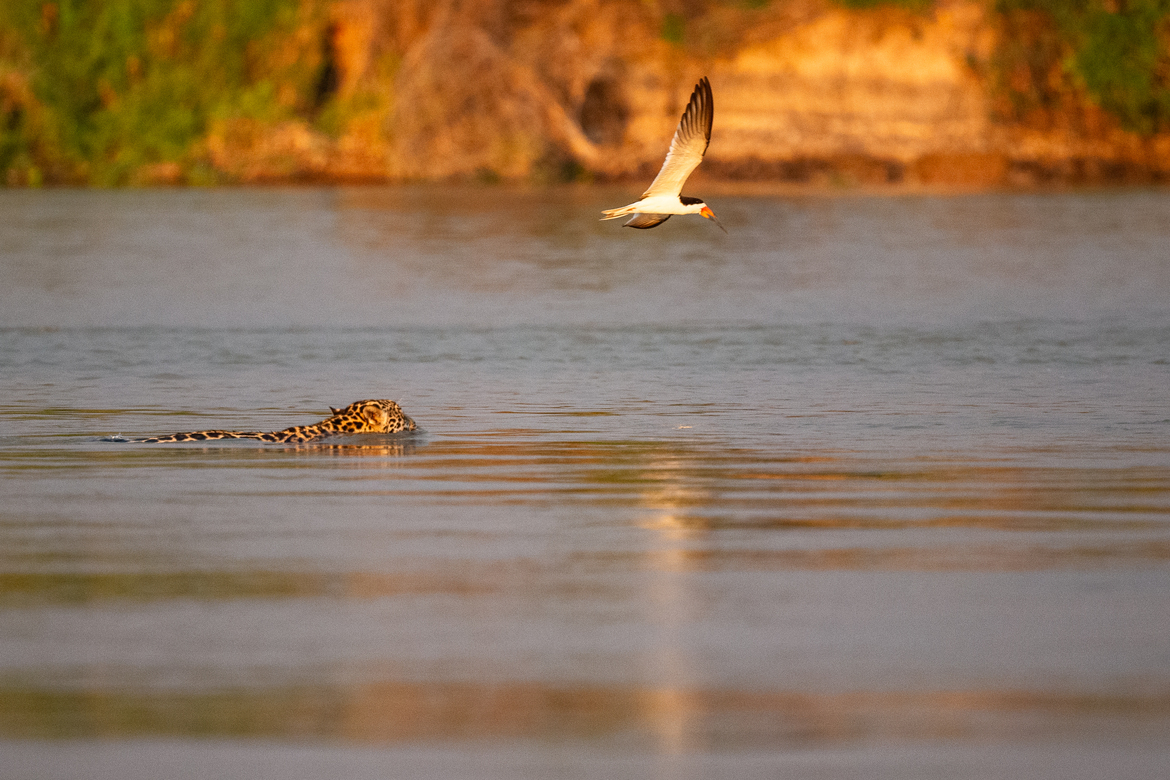 Jaguar and tern, Northern Pantanal, Port Jofre, Brazil, Brazil