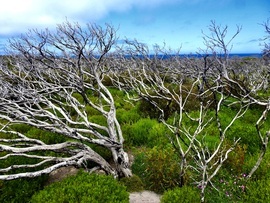 , Flinders Chase Park, Kangaroo Island, Australia