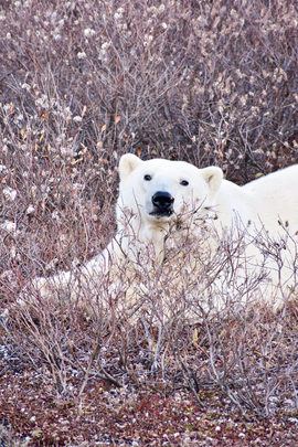 , Churchill, Canada