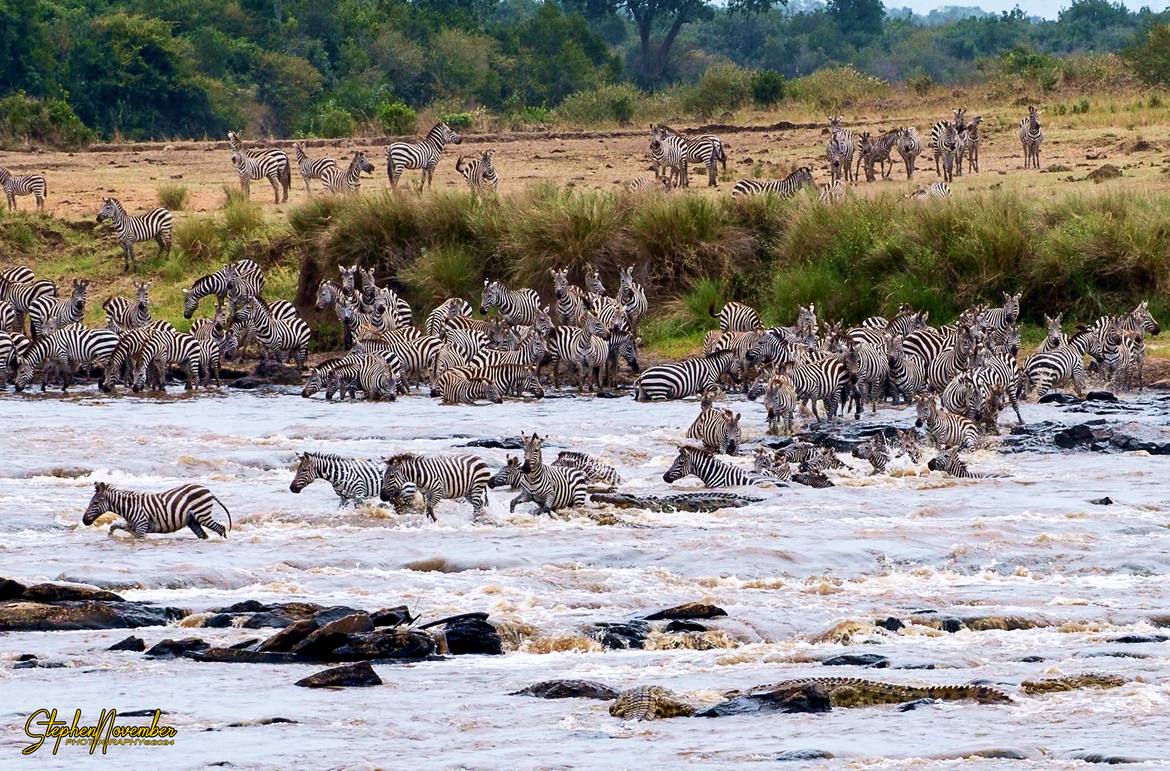 Zebra, crocodile, Maasai Mara National Reserve, Kenya