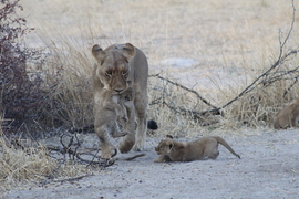 Lion, Okavango   Gomoti Camp, Botswana