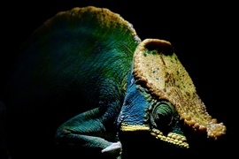 Parson’s Chameleon , Andasibe Mantadia National Park, Madagascar