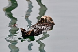 Sea Otter, Homer, Alaska, United States Of America