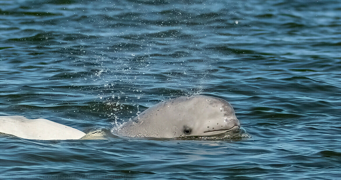 Beluga whale, Churchill, Canada