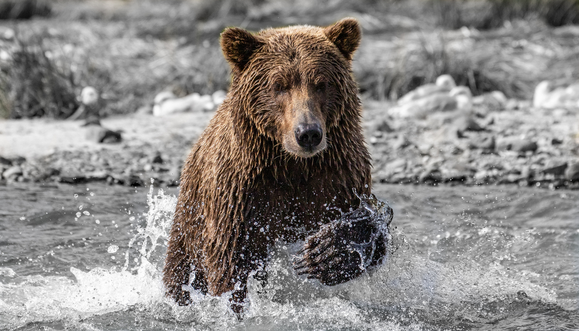 Brown Bear (Ursus Arctos), Katmai National Park, Alaska, United States Of America