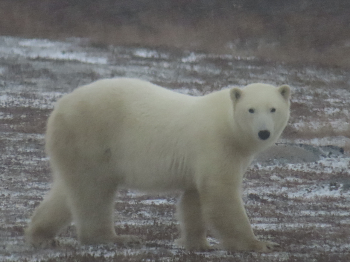 Polar Bear, Wapusk National Park, Canada