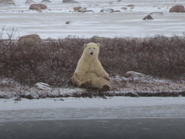 Polar Bear, Wapusk National Park, Canada