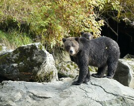 Grizzly Bear, British Columbia Great Bear Rain Forest, Canada