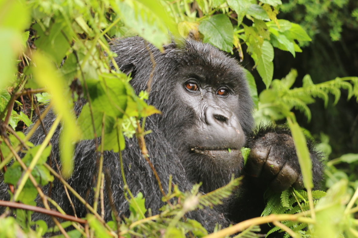 Mountain Gorilla, Volcanos National Park, Rwanda