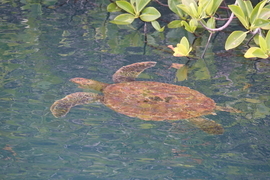 Galapagos green sea turtle, Isabela, Galapagos Islands, Ecuador, Ecuador