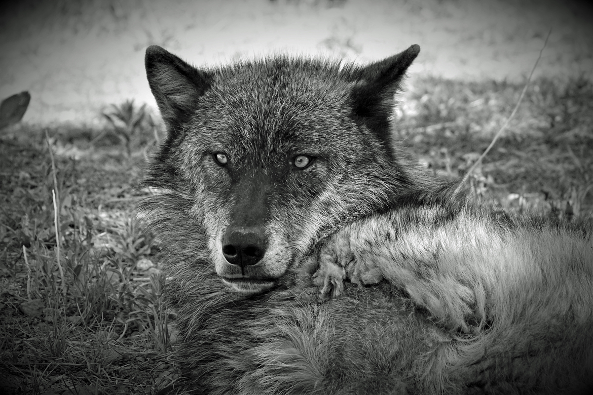 Canis lupus - wolves, Yellowstone National Park, United States Of America