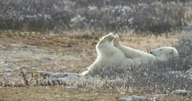 Polar Bear, Churchill, Canada
