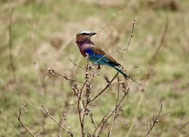 , Serengeti Np, Tanzania, United Republic Of