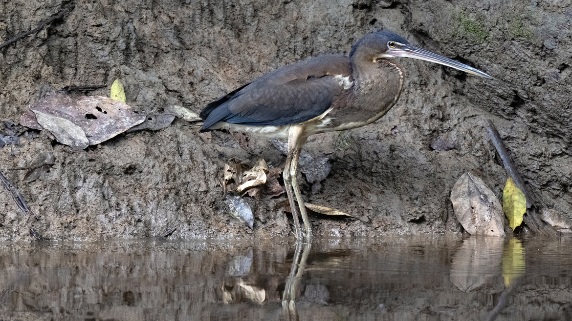 Heron, Amazon Basin, Near The Amazon Lodge, Ecuador