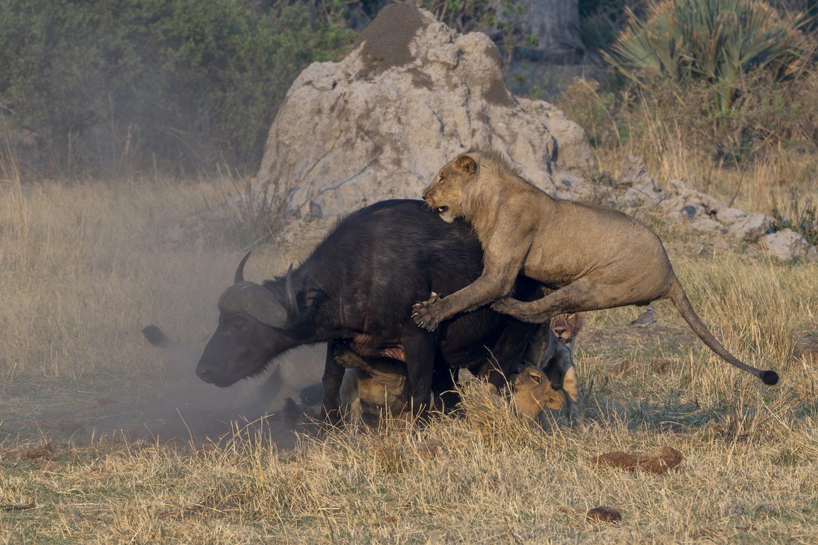 Lion and Cape Buffalo, Savuti Camp, Botswana