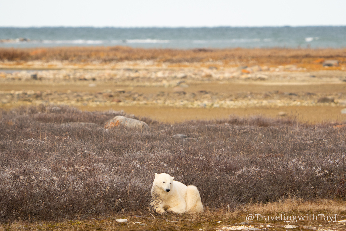 Ursus maritimus, Polar Bear , Churchill, Mb Wildlife Management Area, Canada