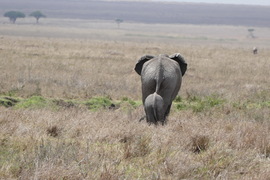 , Serengeti, Tanzania, United Republic Of