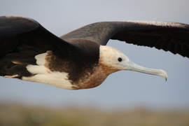 Juvenile Great Frigatebird, Galapagos Islands, Ecuador
