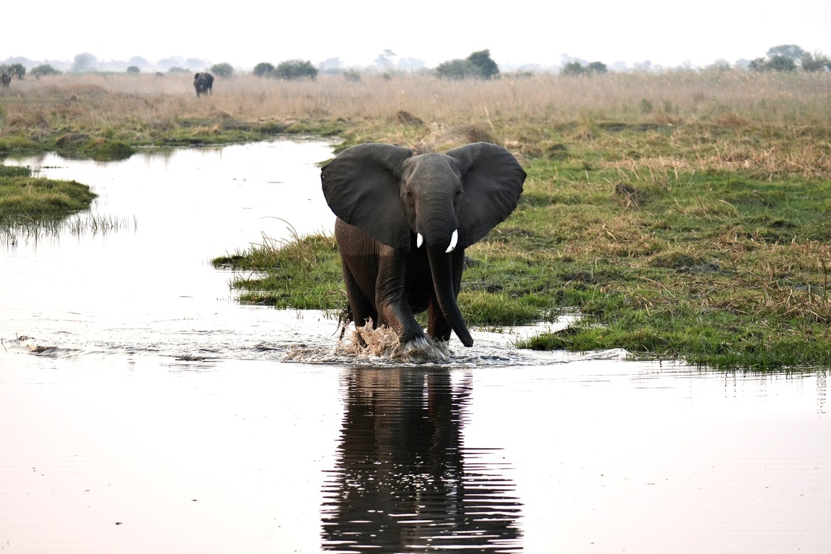 Elephant, Ngamiland East, Botswana