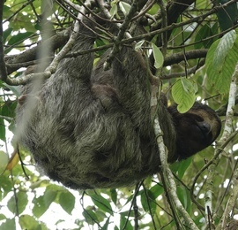 , Near Arenal Volcano National Park, Costa Rica