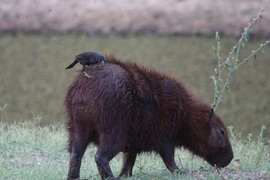 Capybara and giant cowbird, South Pantanal, Brazil