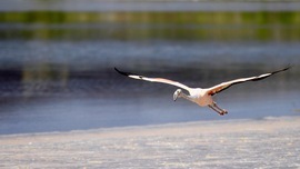 , Galapagos , Ecuador