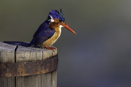 Malachite Kingfisher, Okavango Delta, Botswana