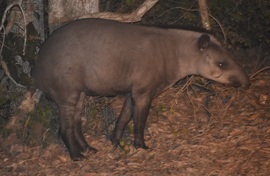 Tapir, South Pantanal, Brazil