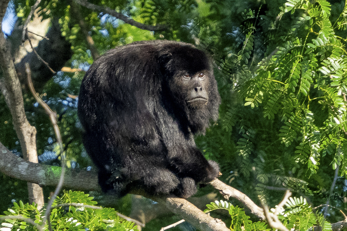 Howler Monkey, Northern Pantanal, Porto Jofre, Brazil