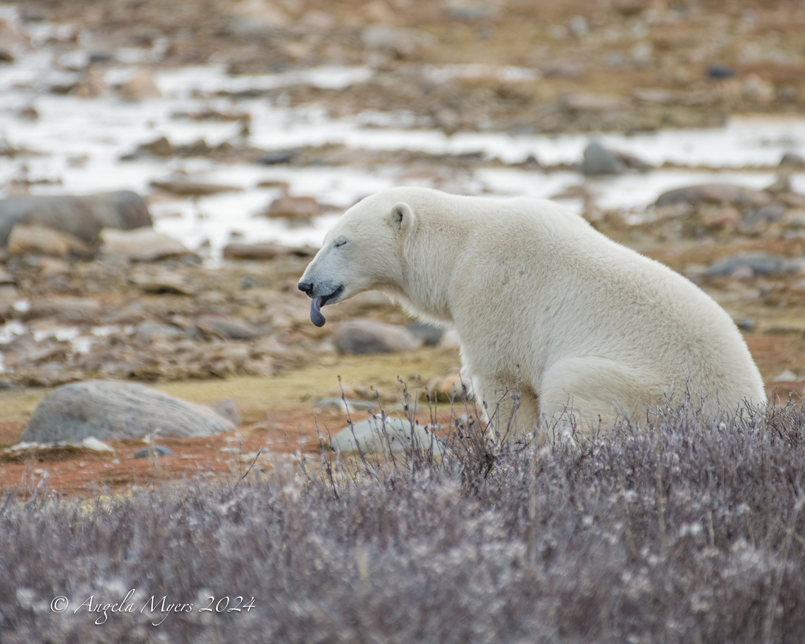 Polar Bear, Churchill Manitoba Tundra, Canada
