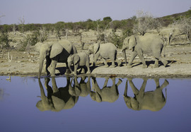 Elephants, Etosha National Park, Namibia