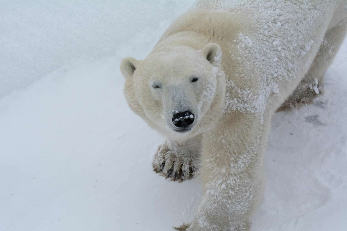 , Churchill, Canada