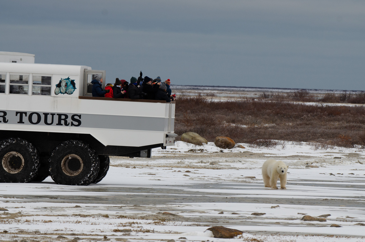 Polar Bear, Churchill Manitoba, Canada