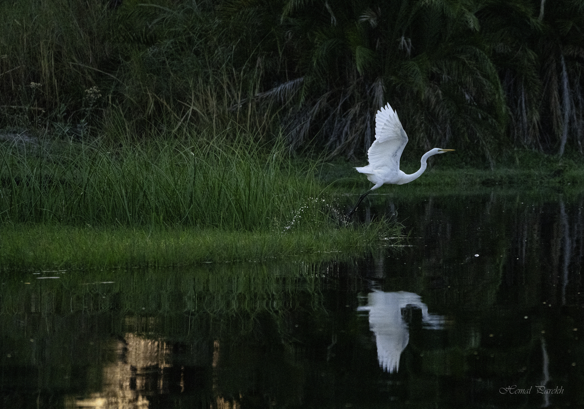 great white egret, Okavango Delta, Jacana Camp, Botswana