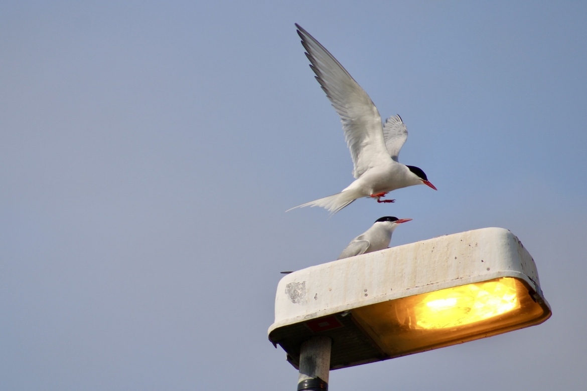 Arctic tern, Vigur Island, Westfjords, Iceland