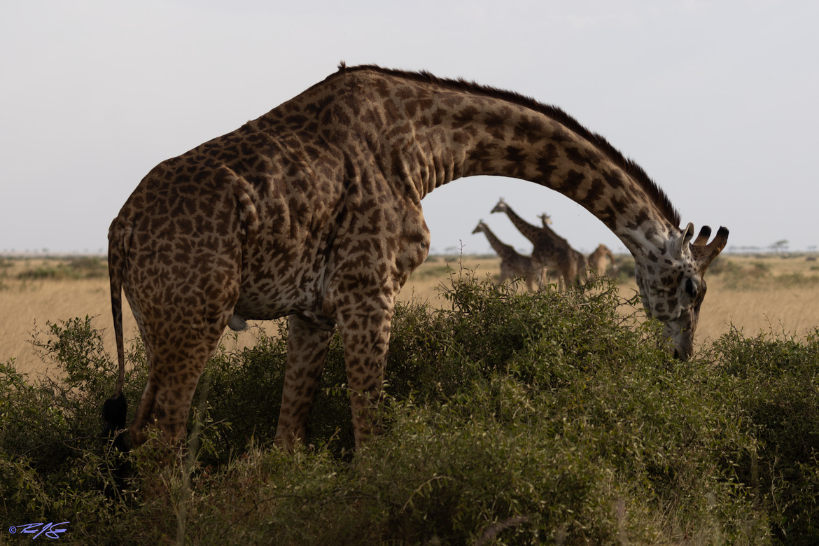 Giraffe, Mara Triangle, Kenya