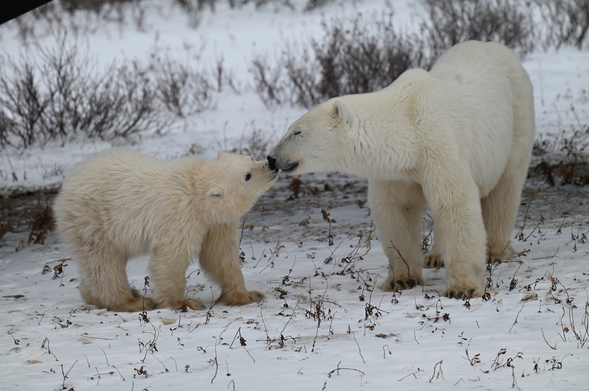 Polar Bear, Churchill, Manitoba Canada, Canada