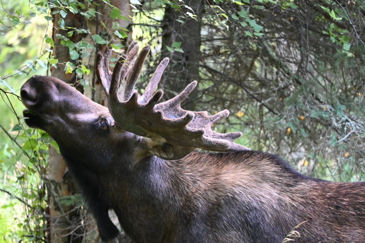 Moose, Anchorage Airport Road, United States Of America