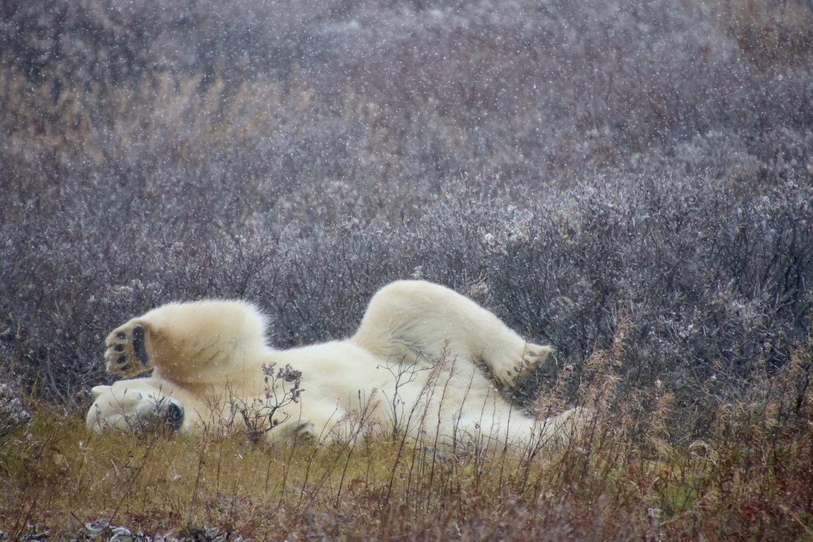 Polar Bear, Tundra In Churchill, Canada, Canada