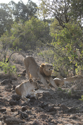 Lion, Western Kenya, Kenya