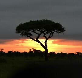 , Serengeti, Tanzania, United Republic Of