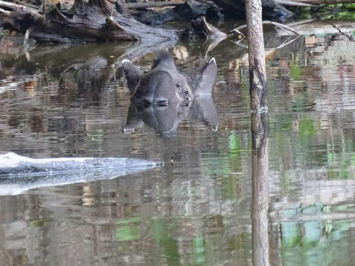 Tapir, Rio Christalino, Brazil