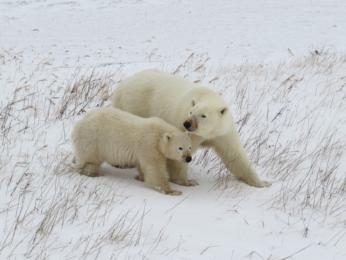 POLAR BEAR, Tundra Around Churchill, Canada