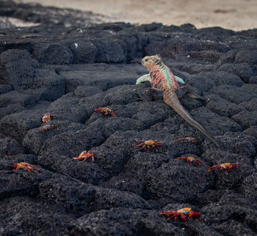, Galapagos Islands, Ecuador