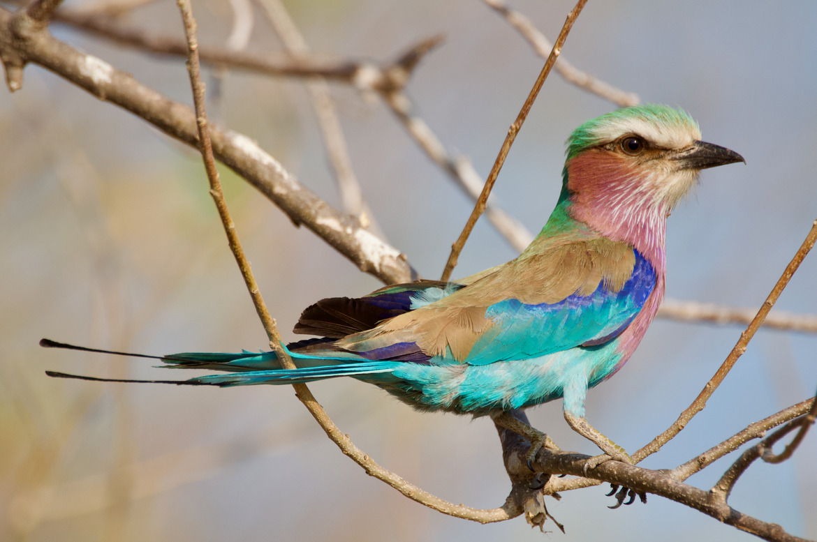 , Linyanti Private Reserve, Botswana