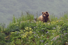 Alaska coastal brown bear, Katmai National Park, United States Of America