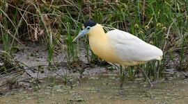 Birds - Capped Heron, Porte Jofre Pantanal Brazil, Brazil